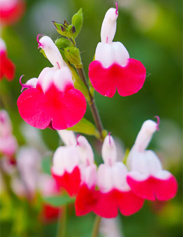 Salvia &