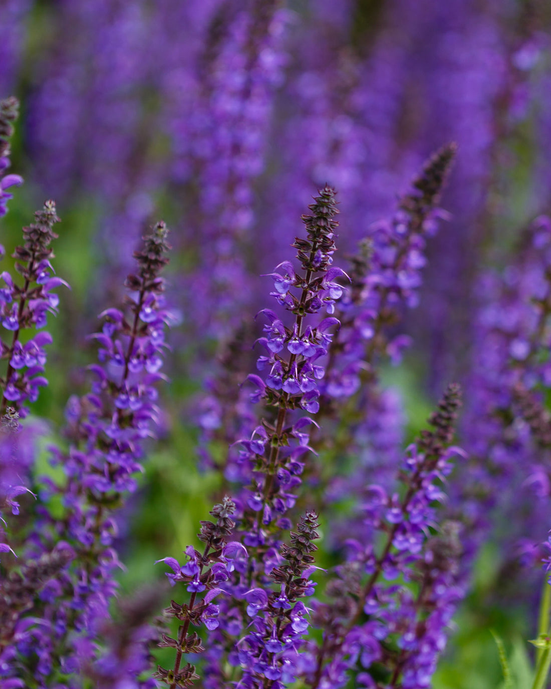Salvia × sylvestris &