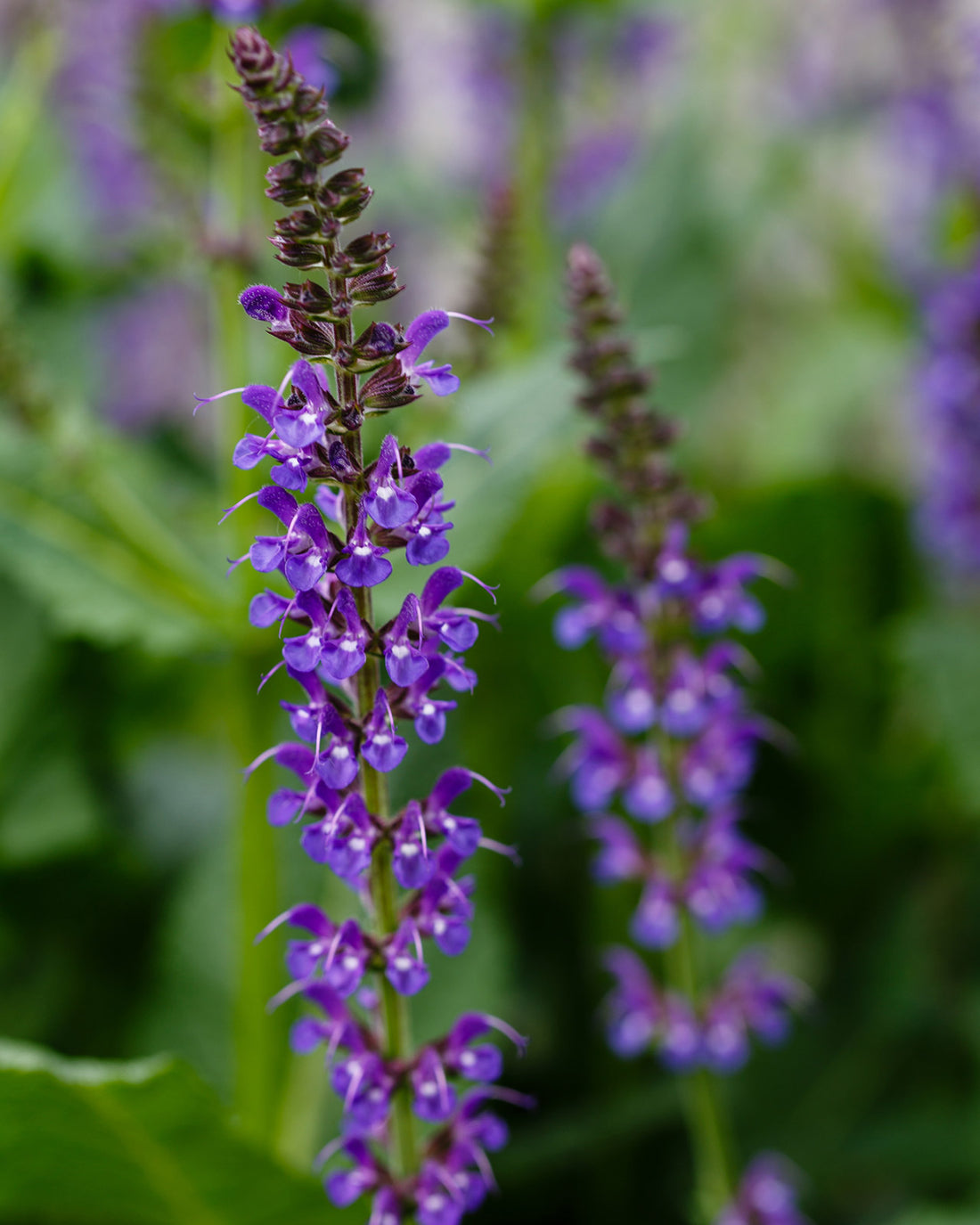 Salvia × sylvestris &