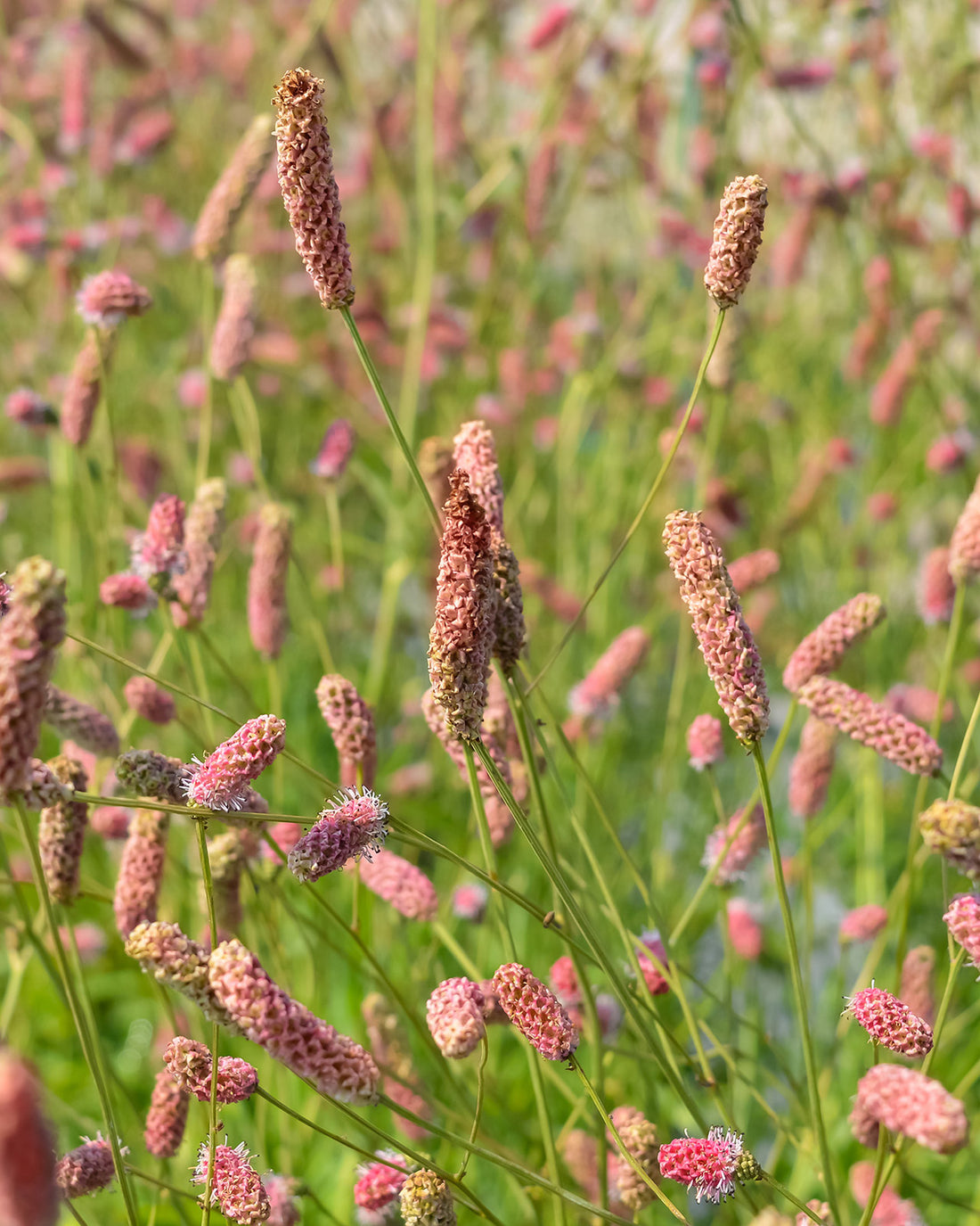 Sanguisorba ‘Tanna’