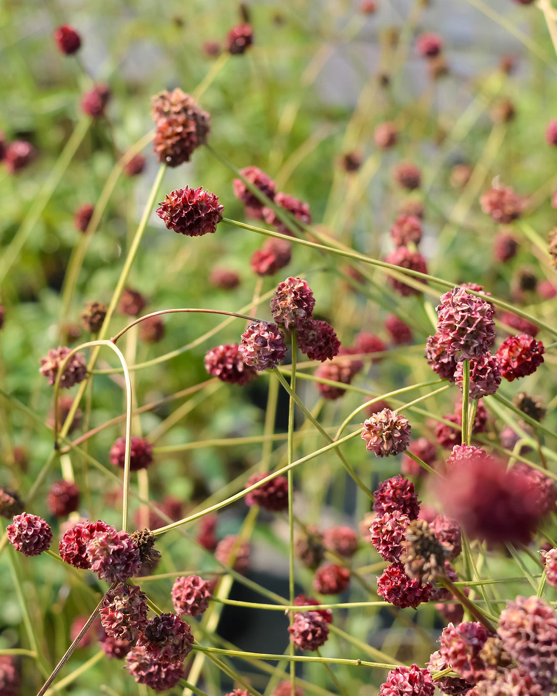 Sanguisorba ‘Tanna’