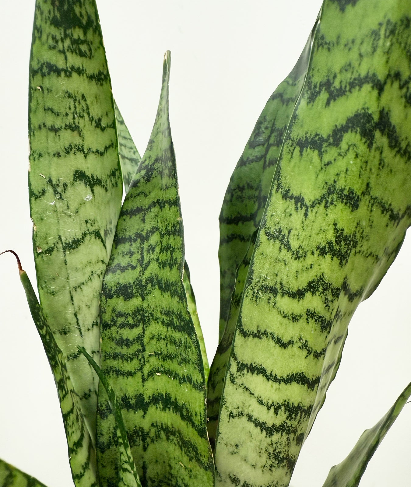 Ceylon Bowstring Hemp