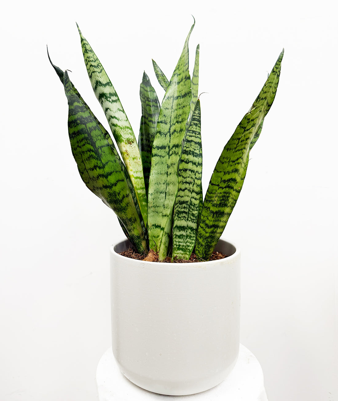 Ceylon Bowstring Hemp