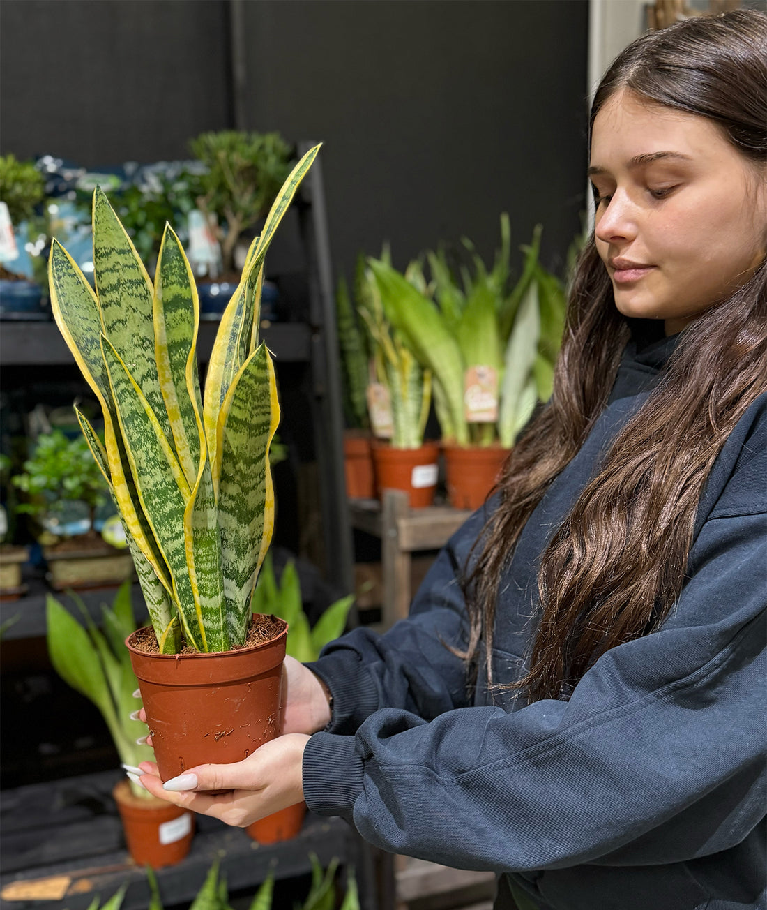Snake Plant Laurentii