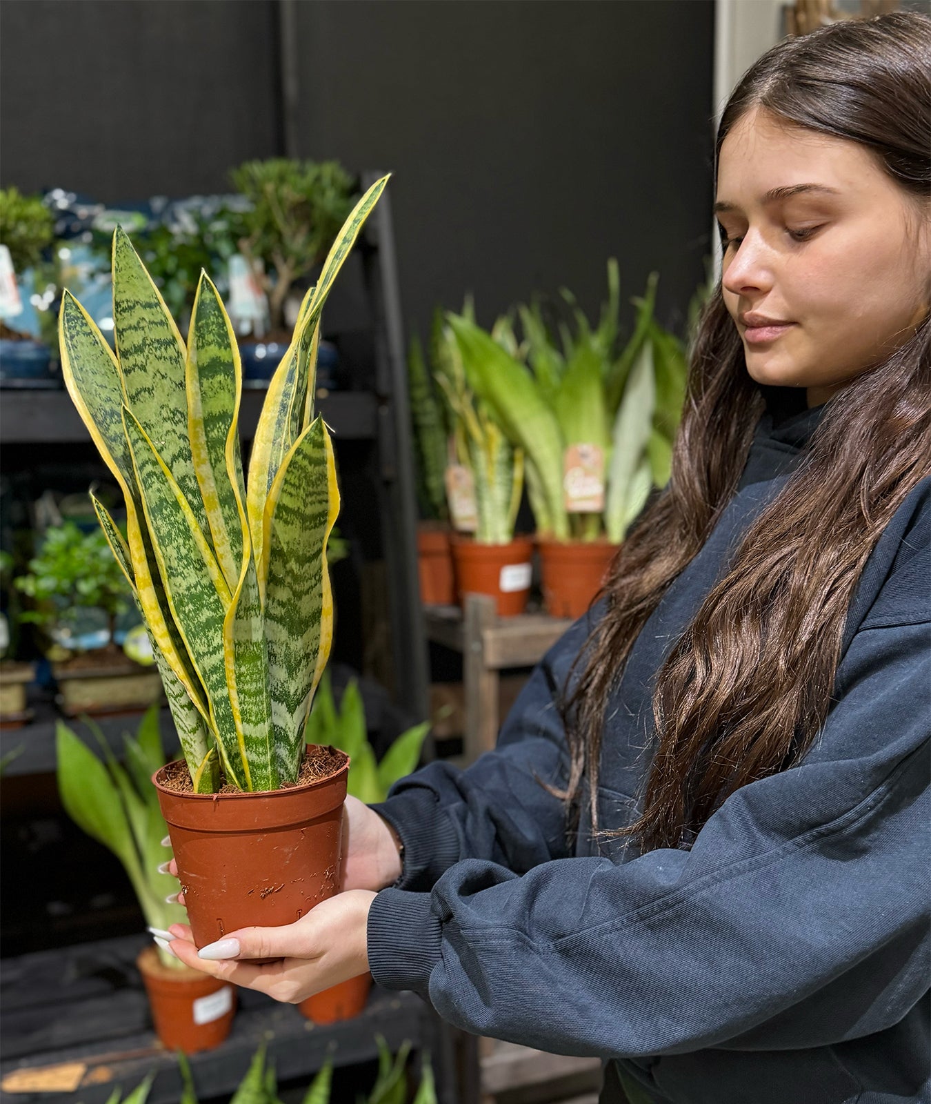 Snake Plant Laurentii