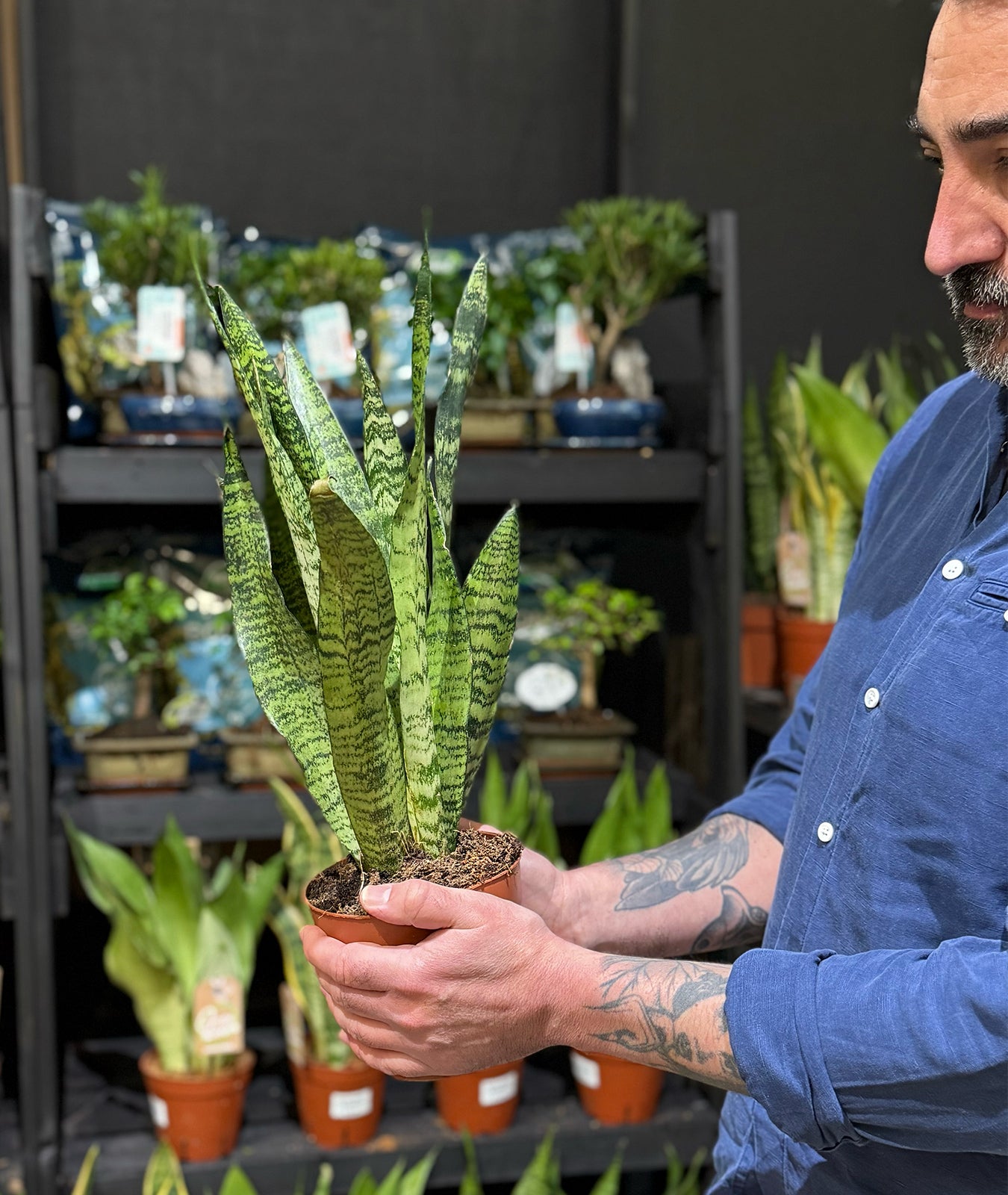 Ceylon Bowstring Hemp