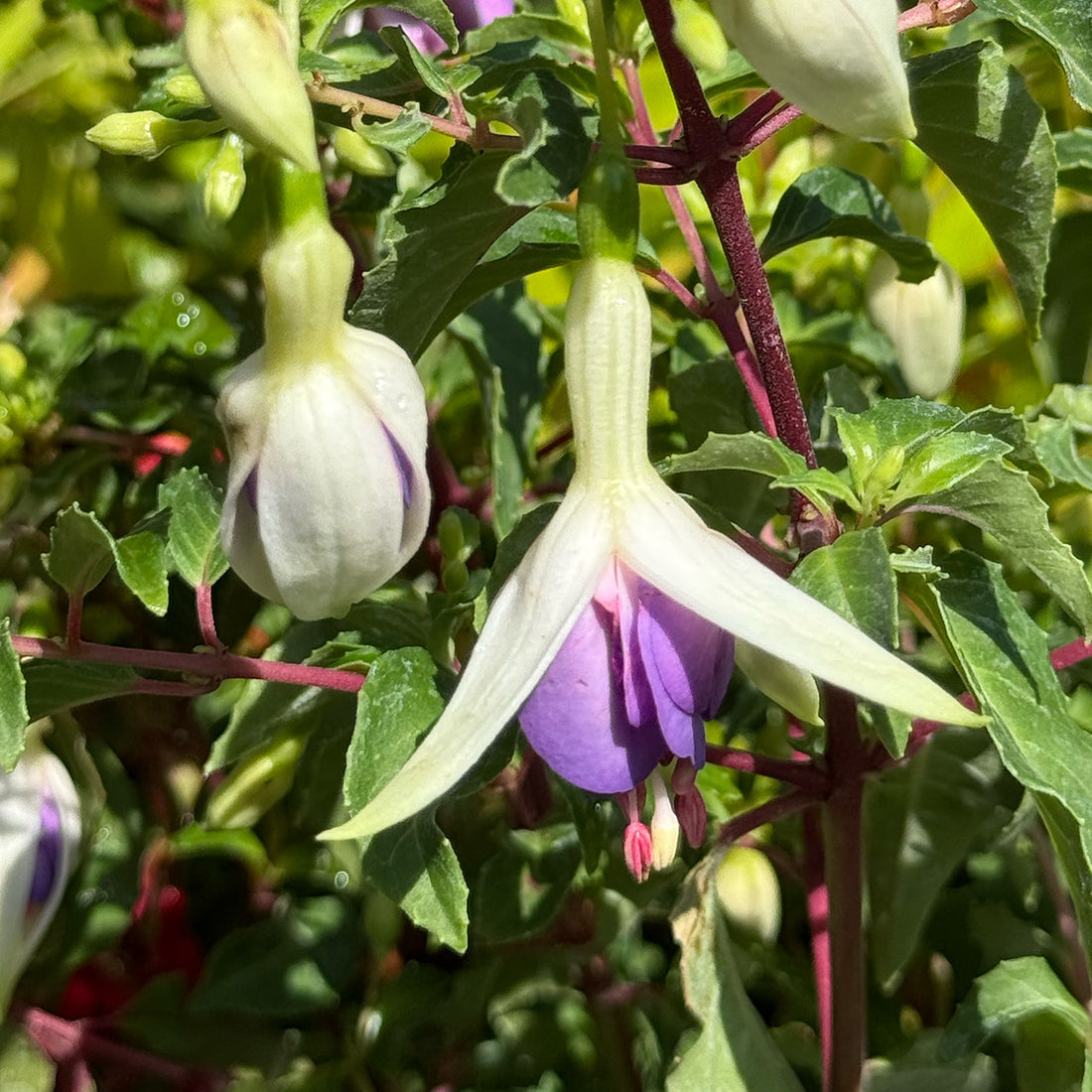 Fuchsia &