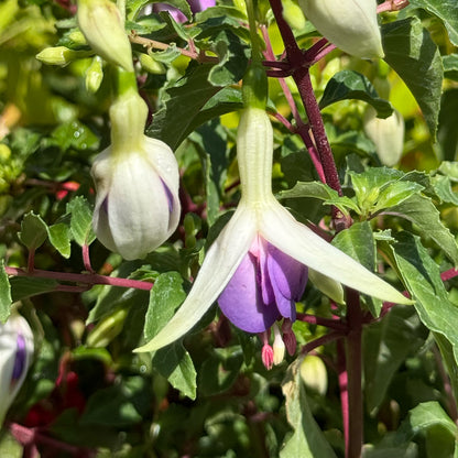 Fuchsia &