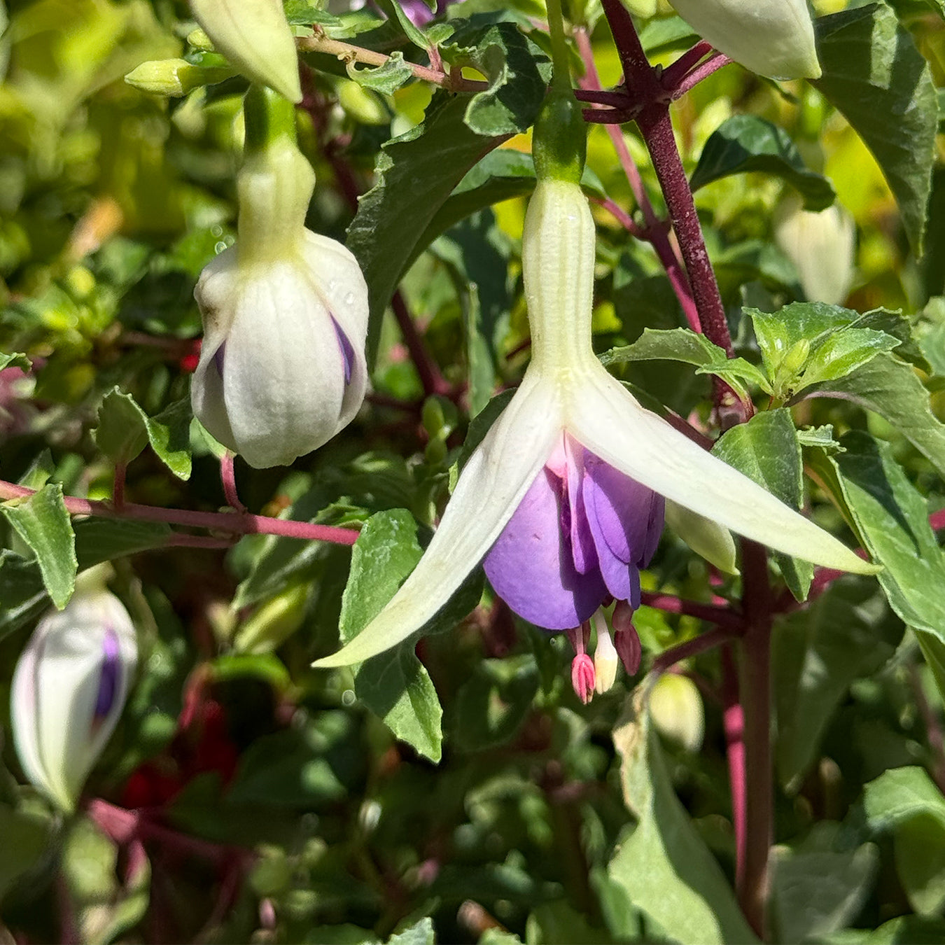 Fuchsia &