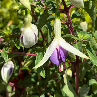 Fuchsia &