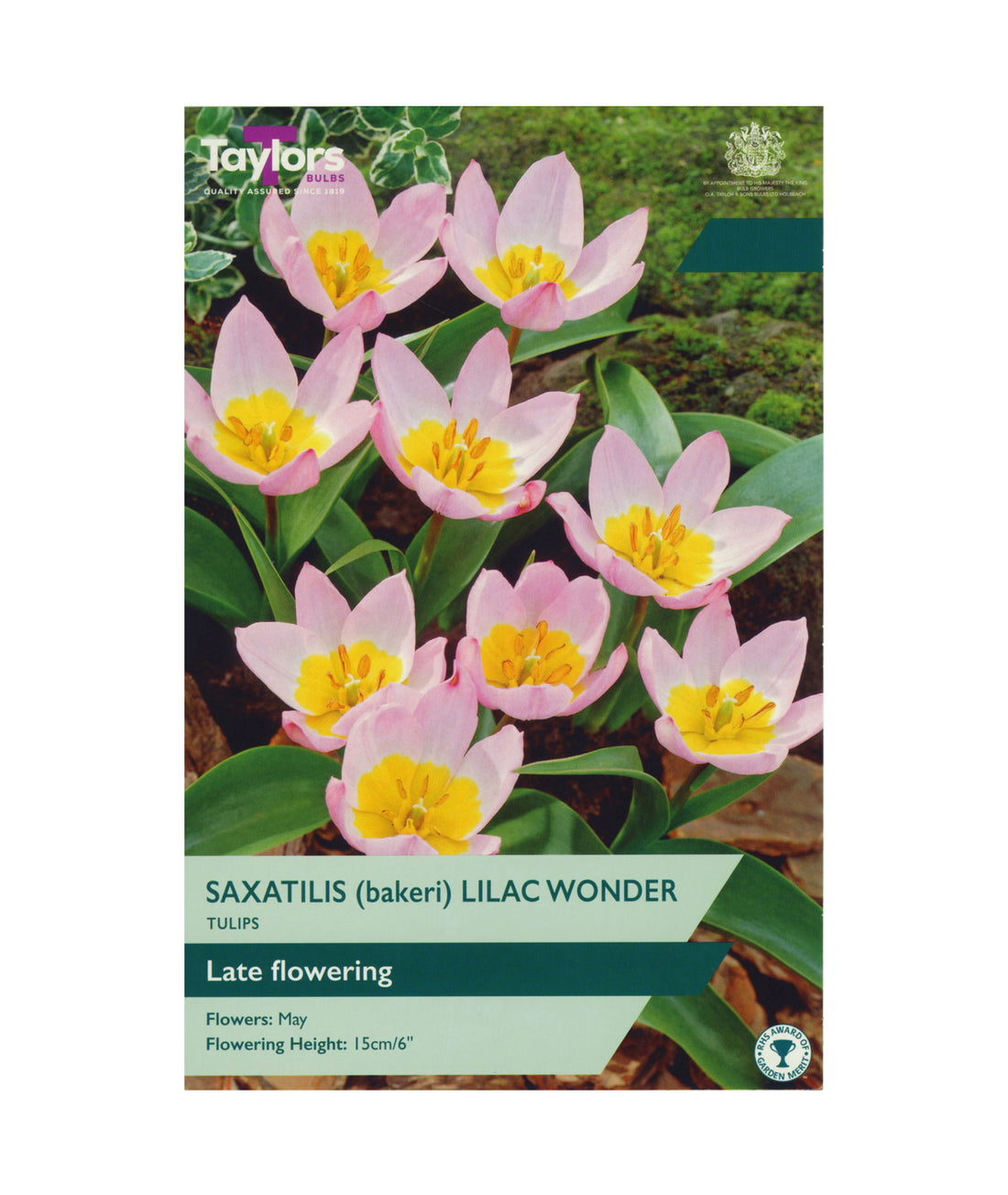 Tulip Saxatilis (Bakeri) &