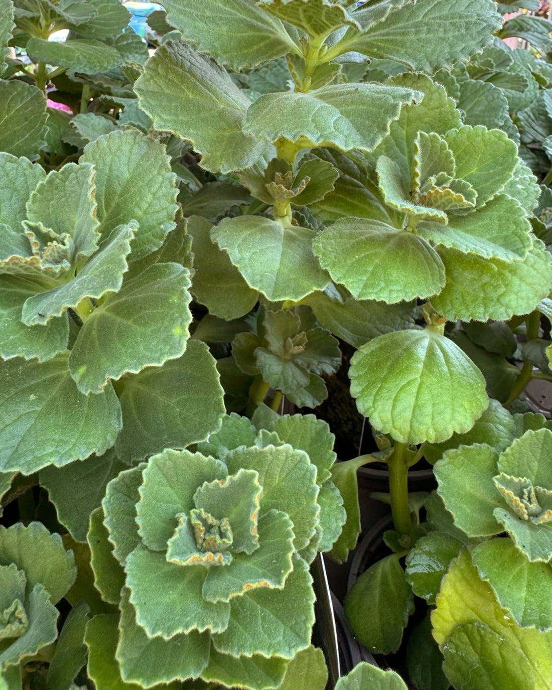 Coleus caninus - Scaredy Cat plant