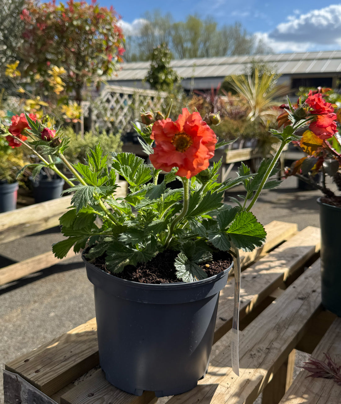 Geum Scarlet Tempest 3l