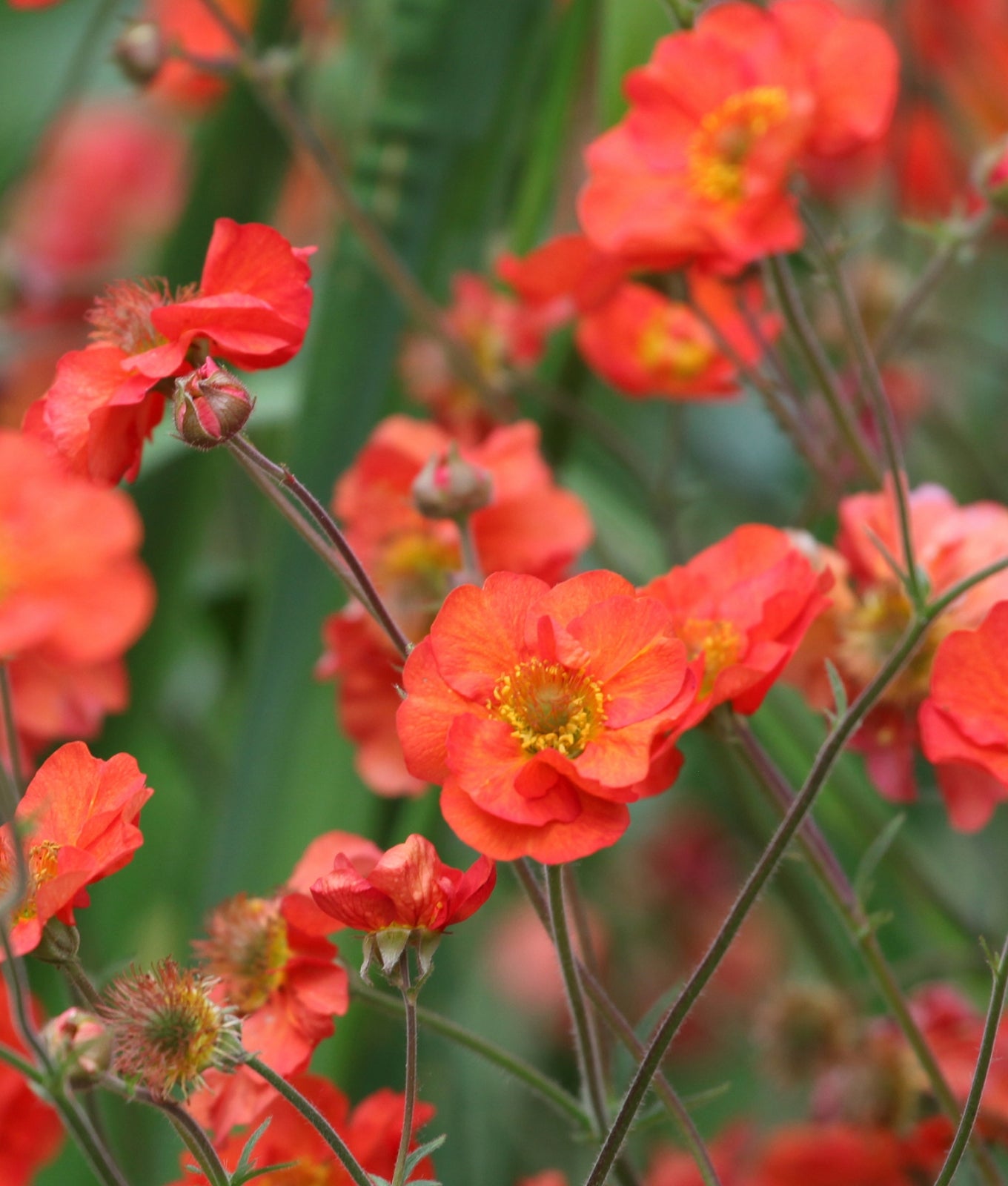Geum &