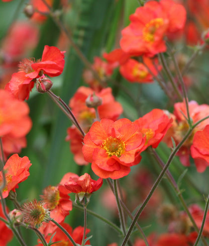 Geum &