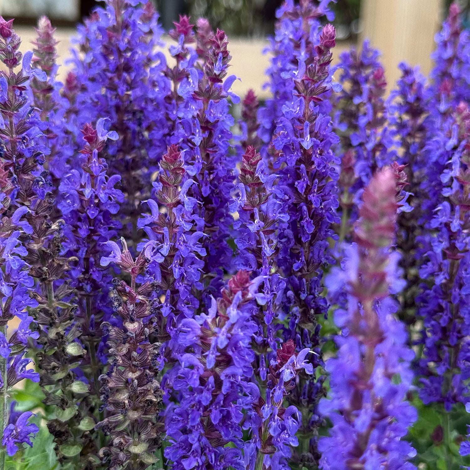 Salvia nemorosa &