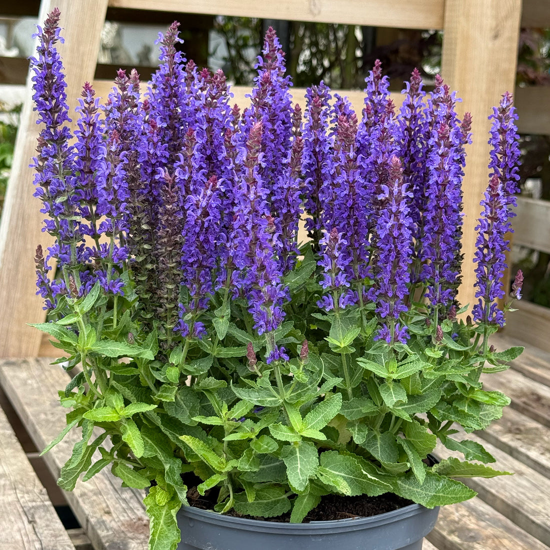 Salvia nemorosa &