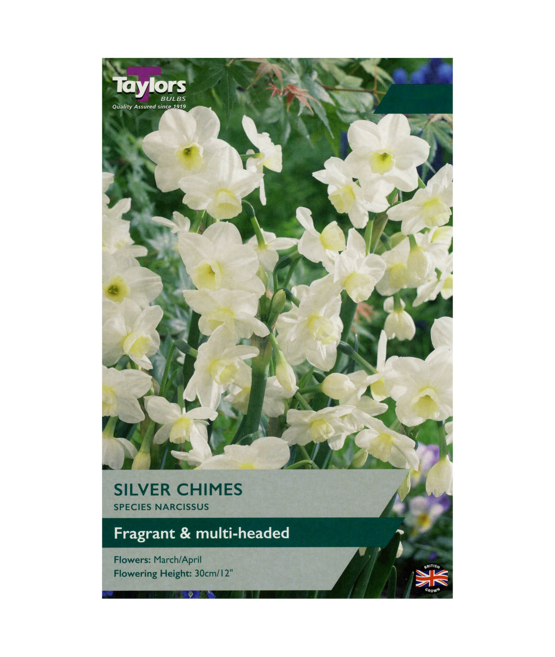 Narcissi &