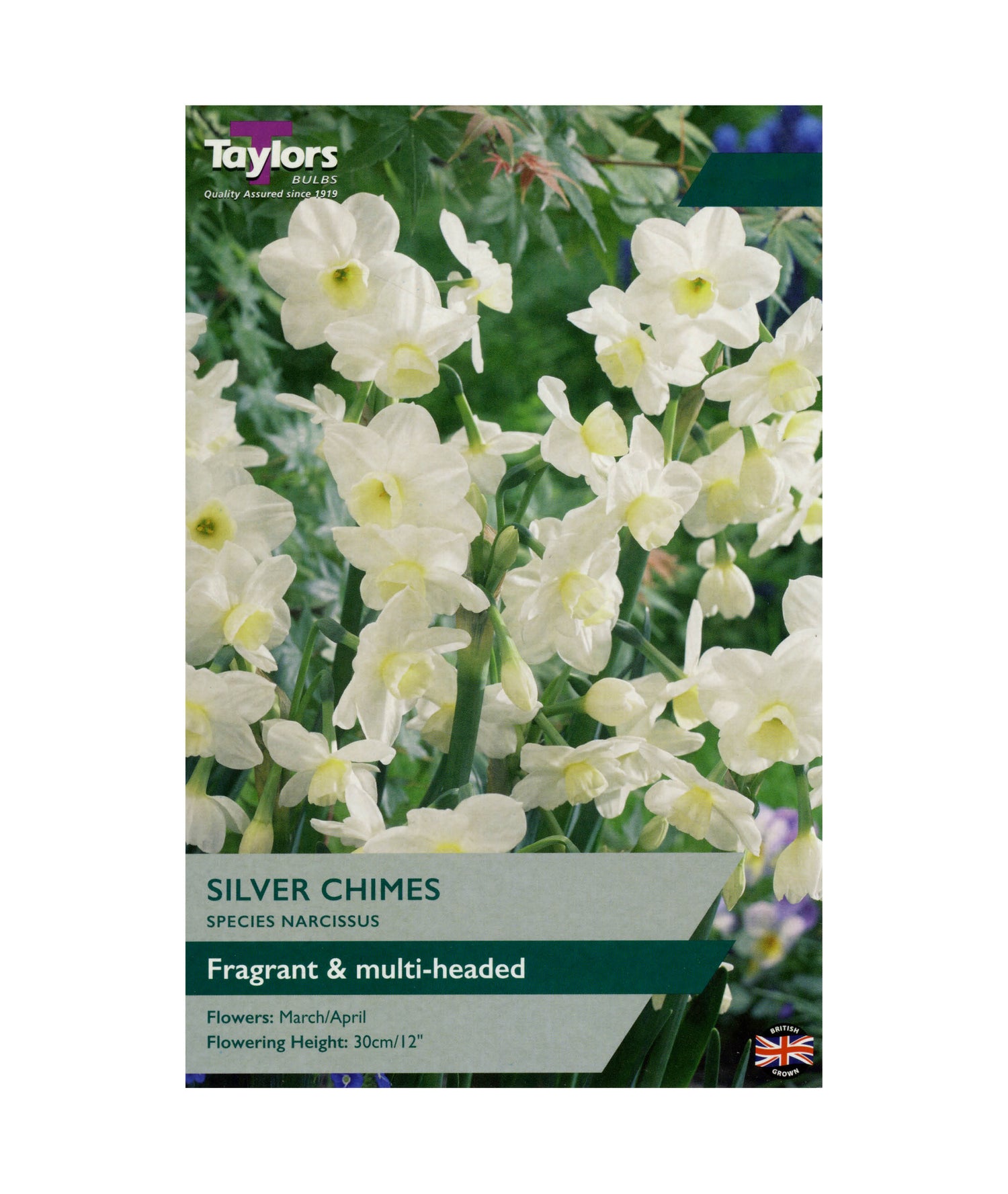 Narcissi &