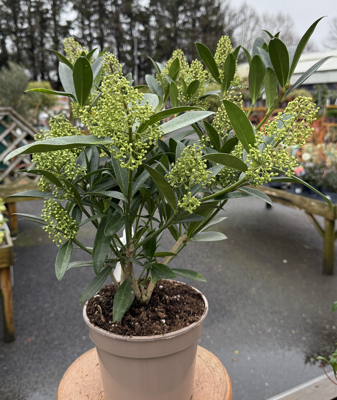 Skimmia japonica &