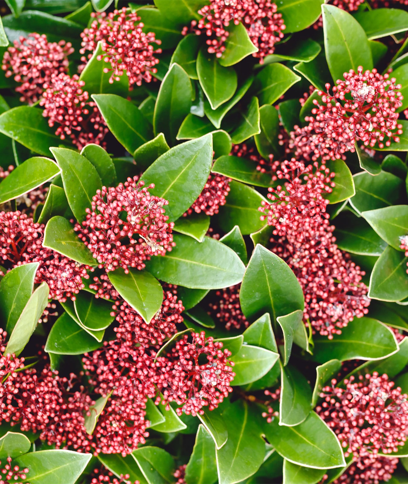 Skimmia japonica &