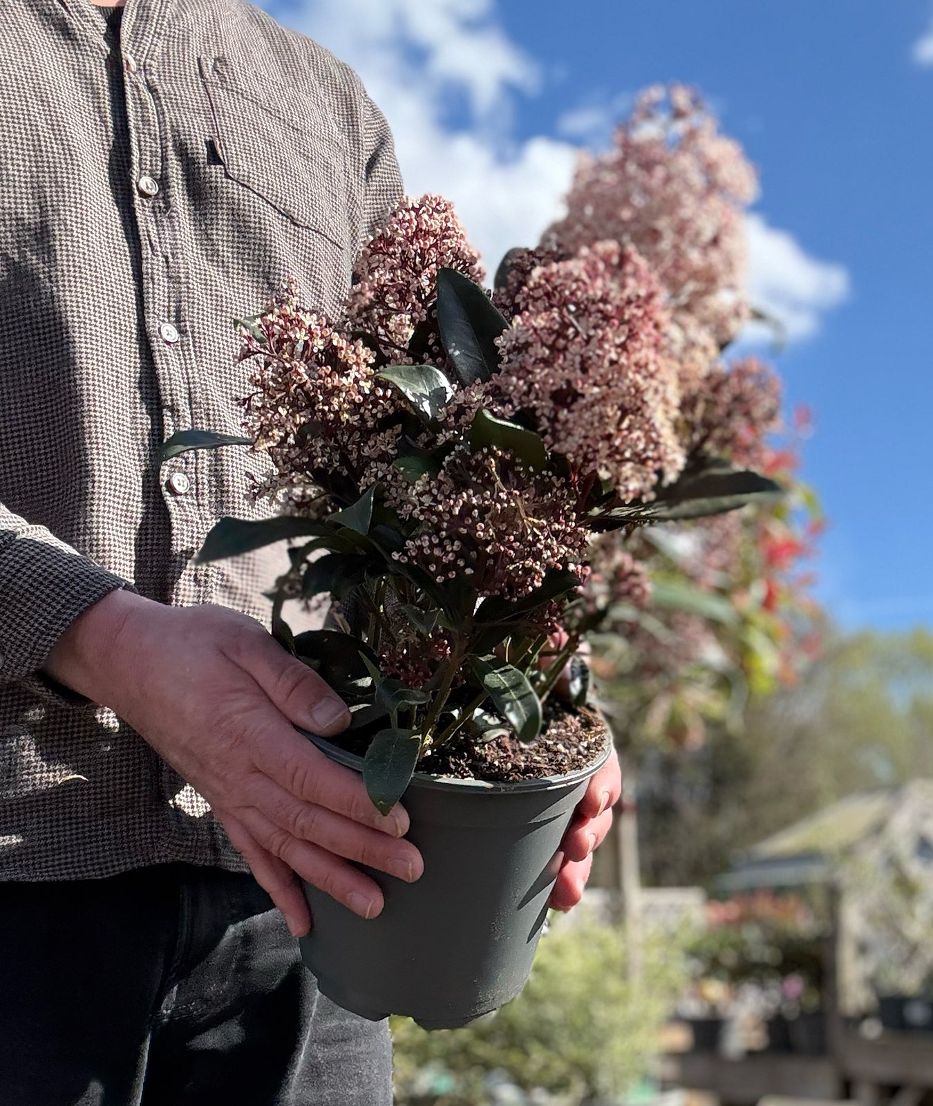 Skimmia japonica &