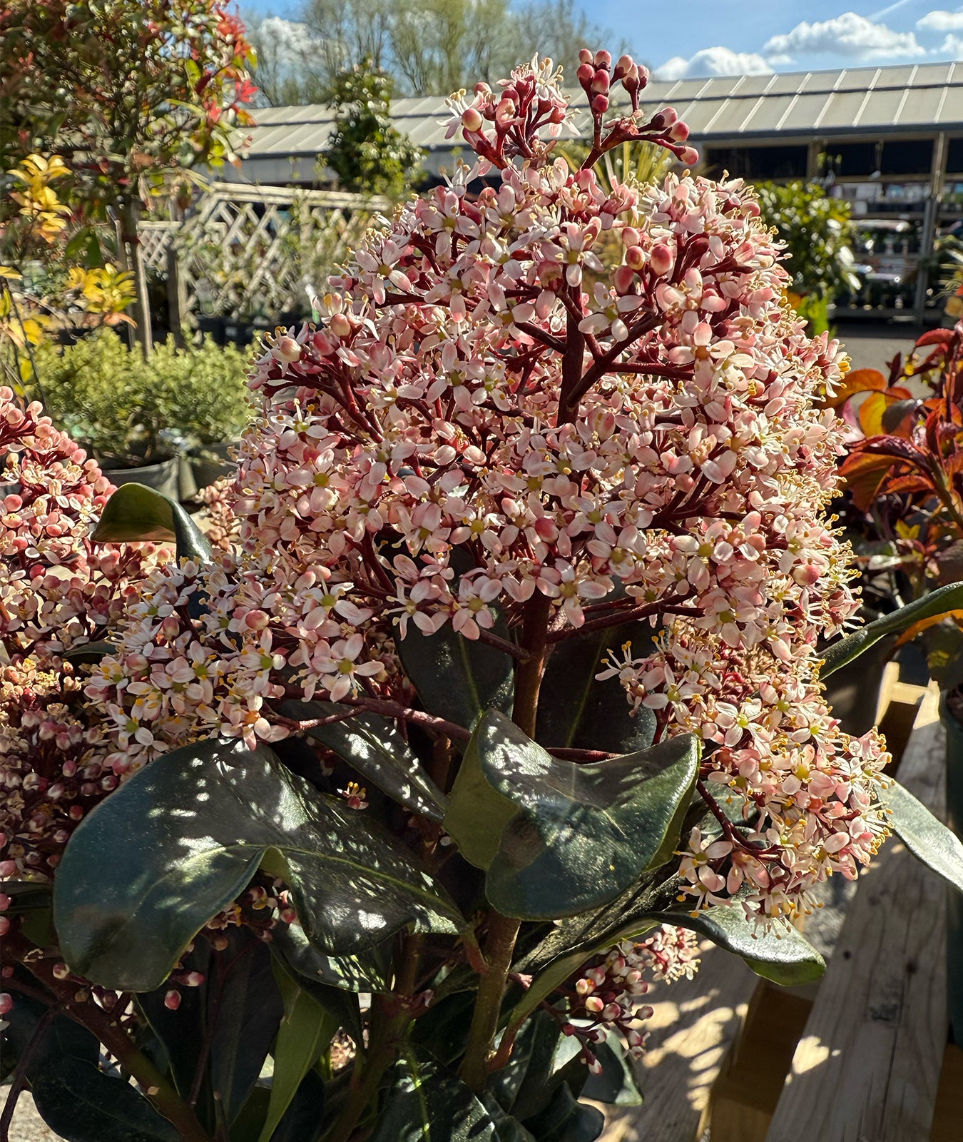 Skimmia japonica &