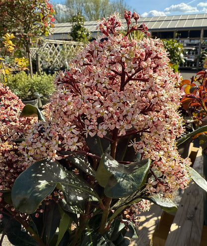 Skimmia japonica &