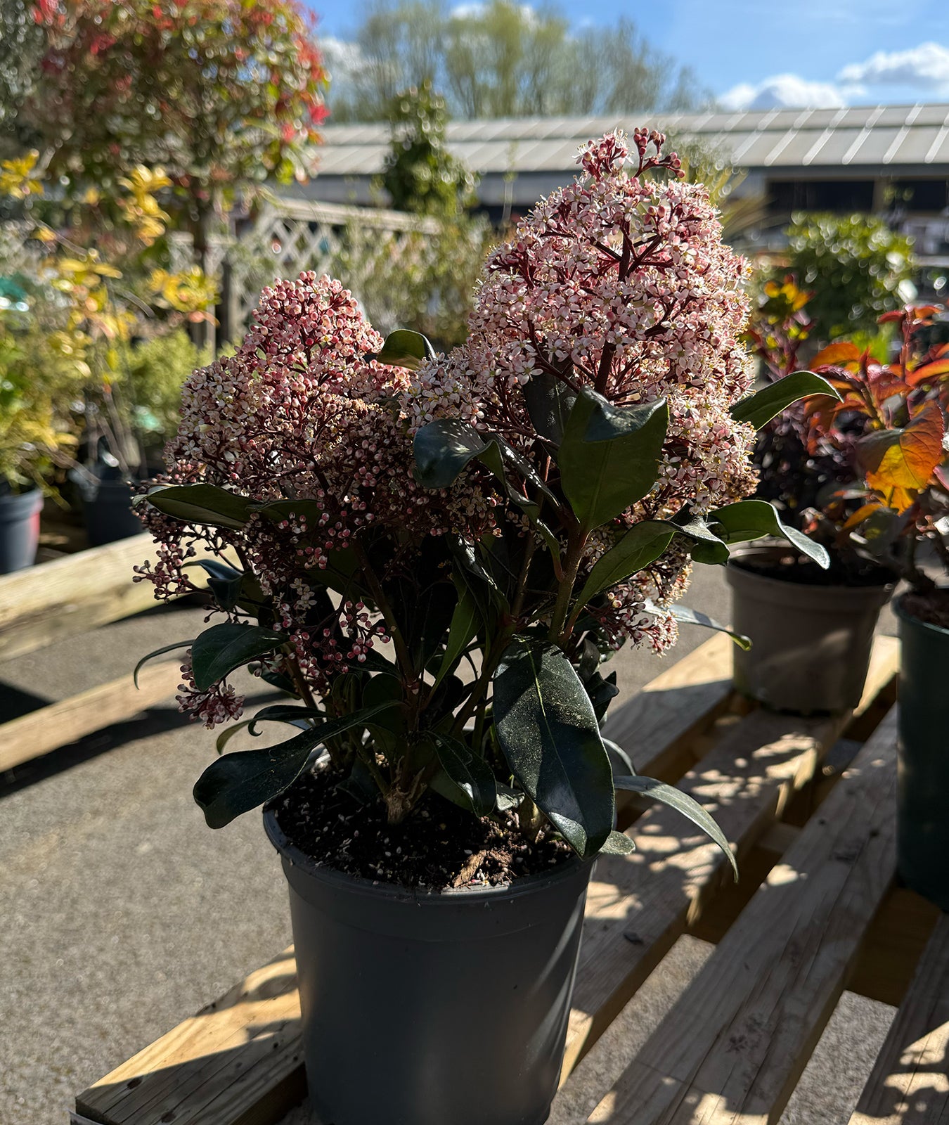 Skimmia japonica &