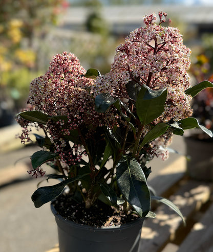 Skimmia japonica &
