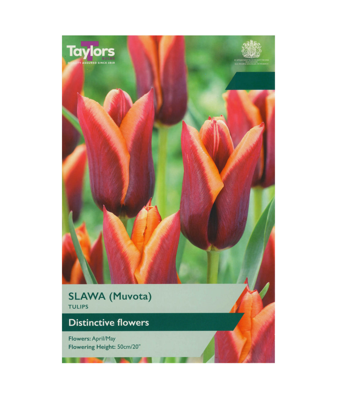 Tulip &