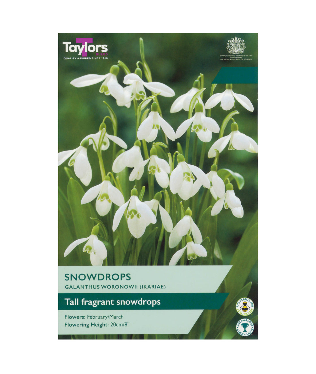 Snowdrops (Galanthus Woronowii)