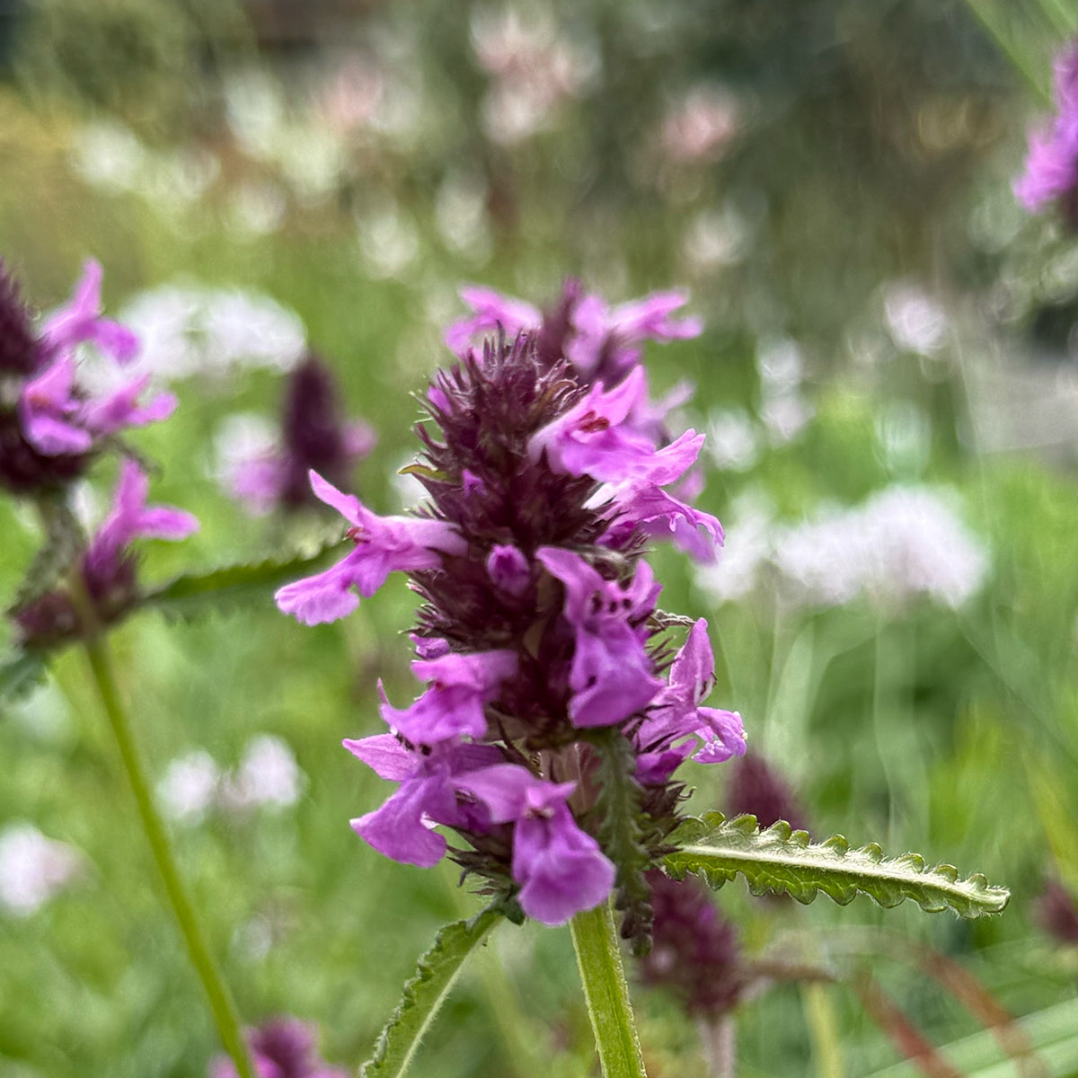 Stachys officinalis