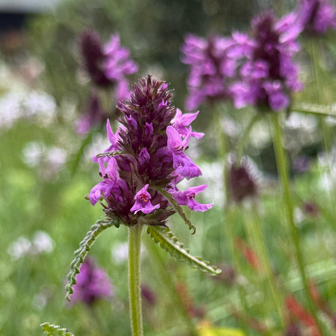 Stachys officinalis