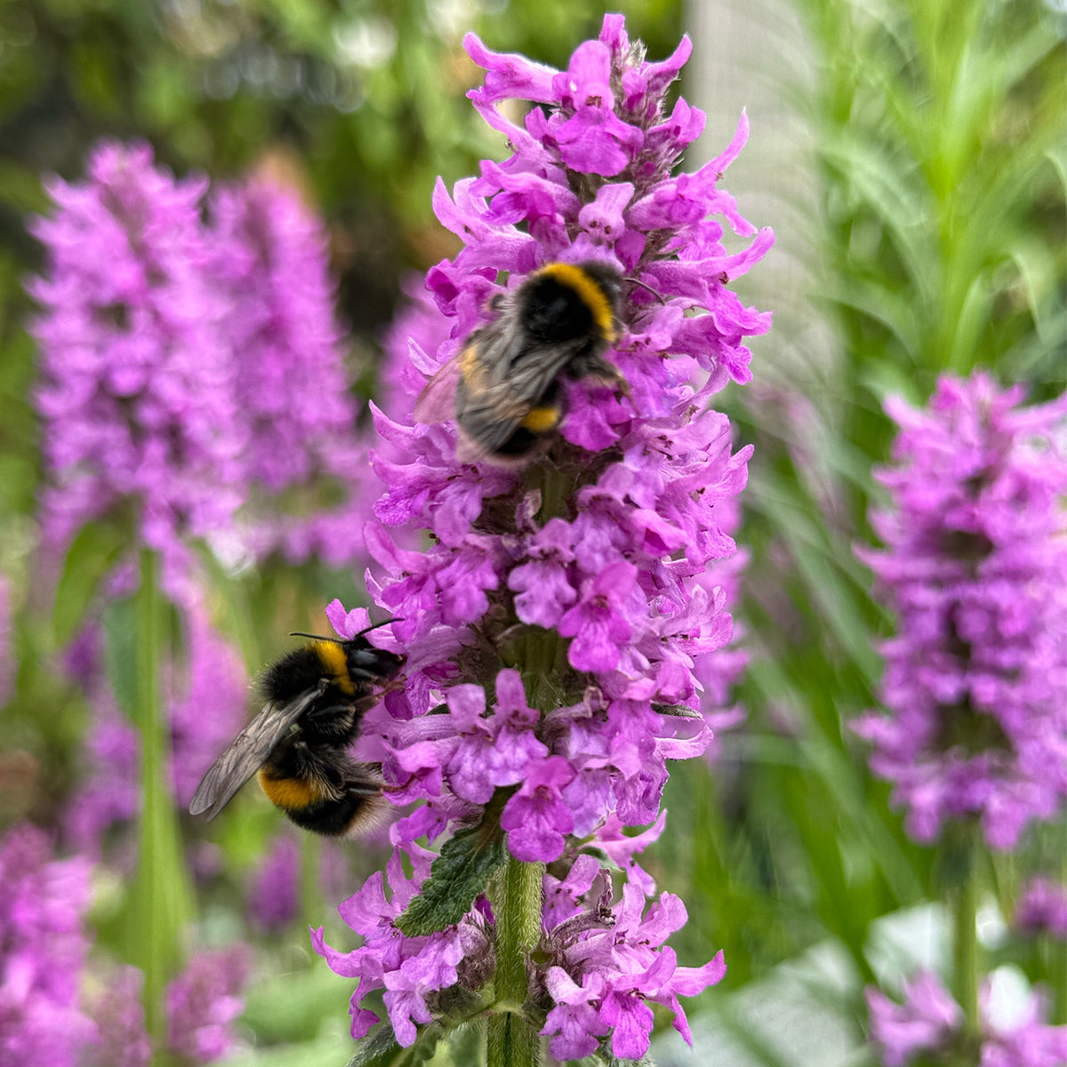 Stachys &