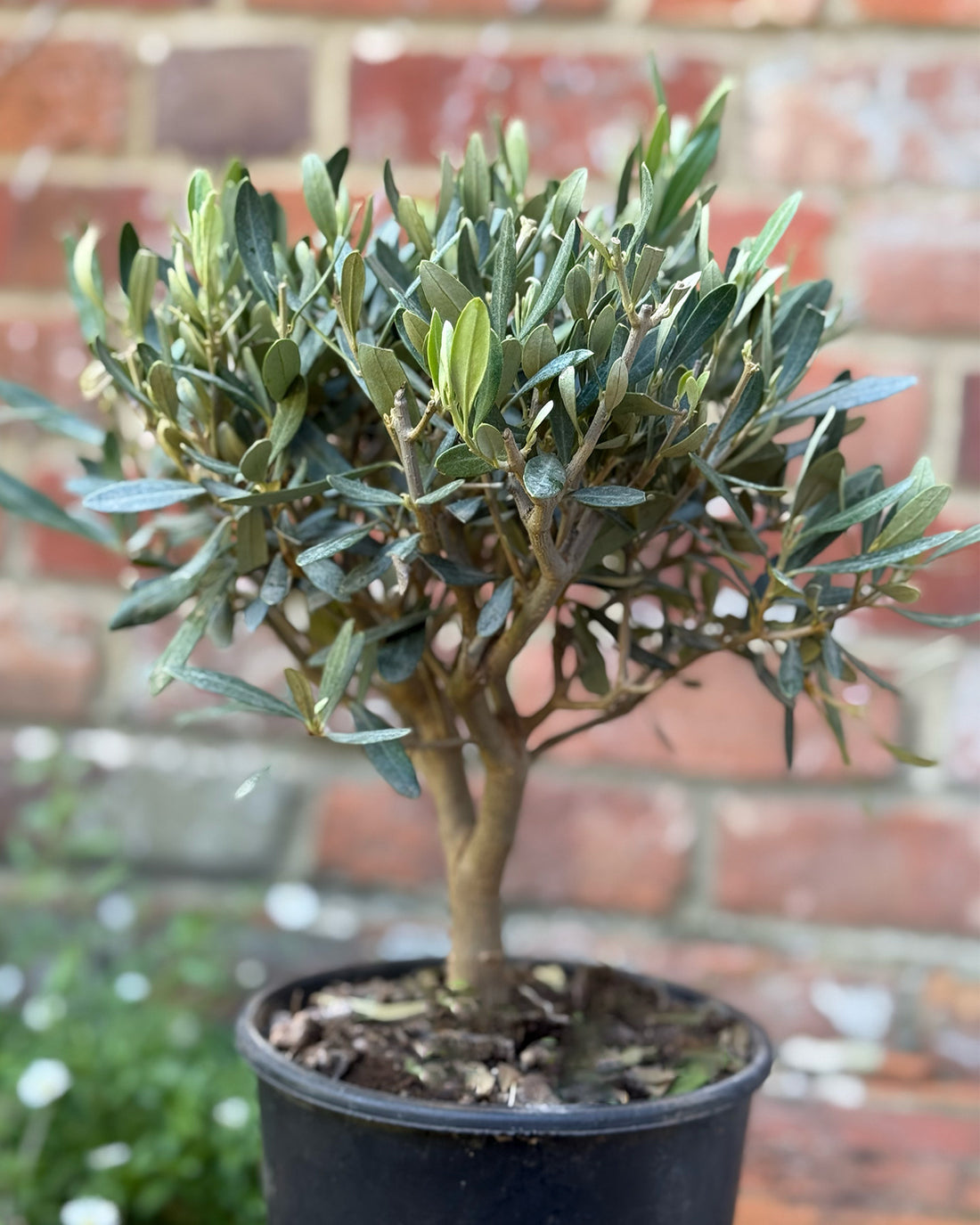 Mini Standard Olive Tree