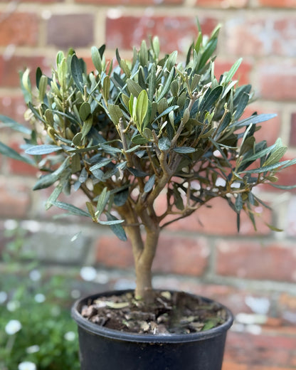 Mini Standard Olive Tree