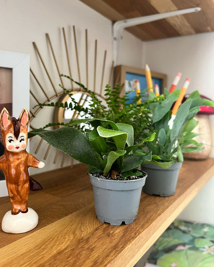 Starter Fern Collection