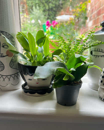 Starter Fern Collection