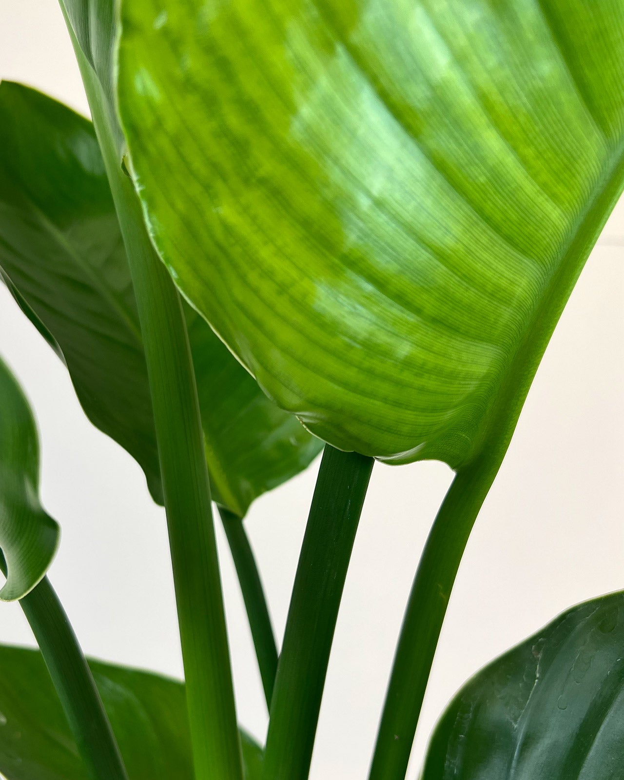 Strelitzia nicolai