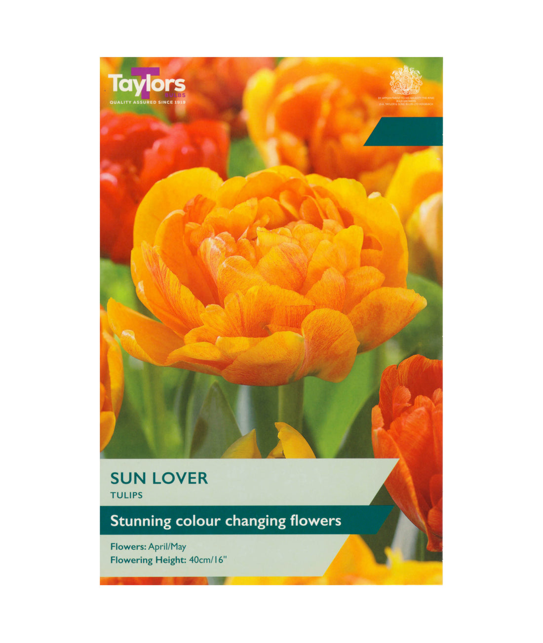 Tulip &