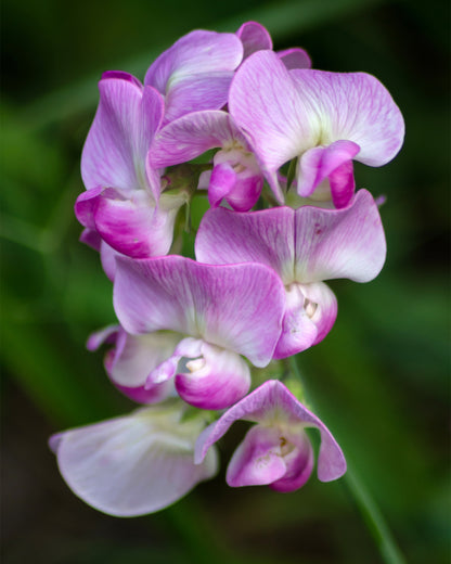 Lathyrus odoratus