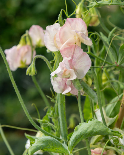 Lathyrus odoratus