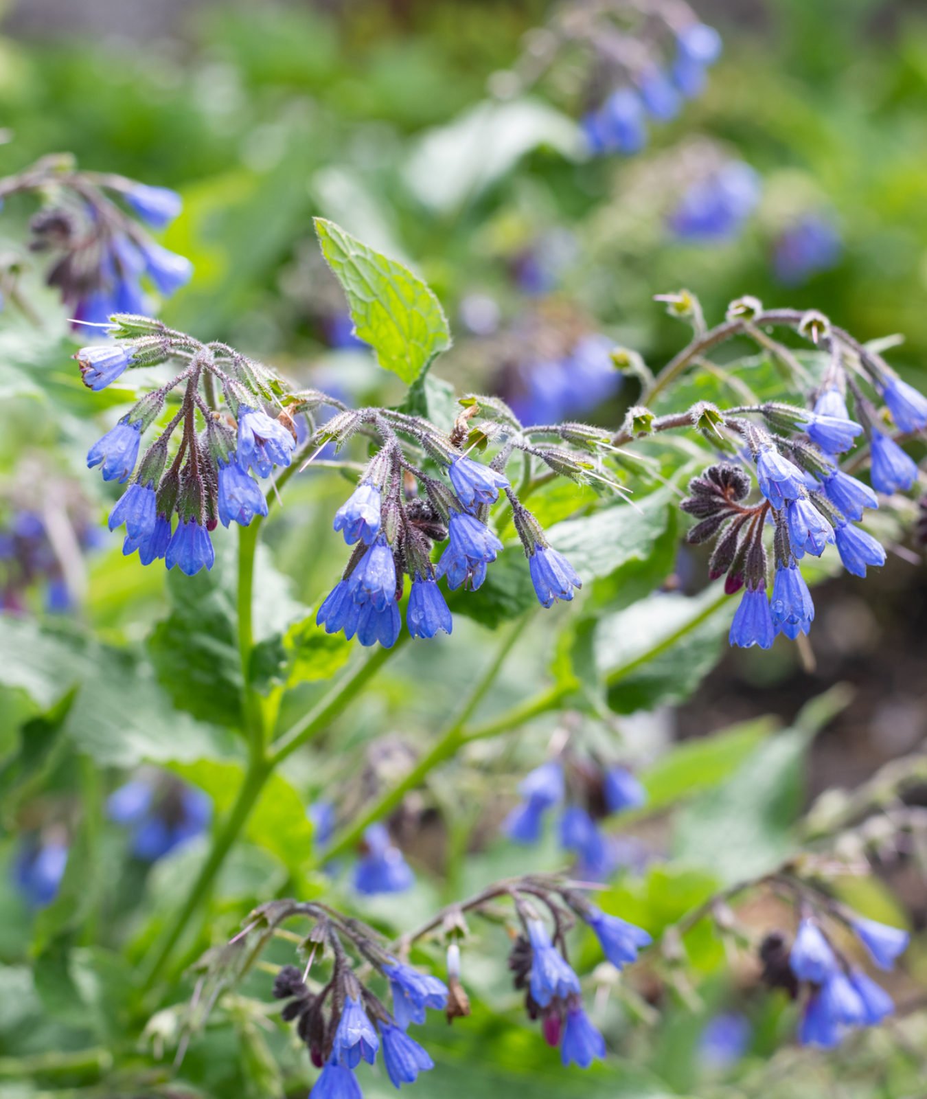 Symphytum grandiflorum