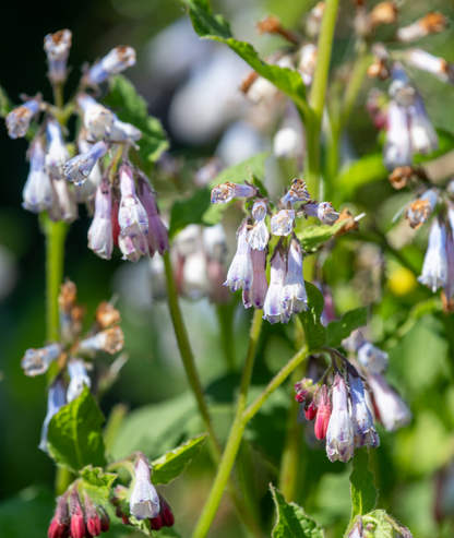 Symphytum grandiflorum