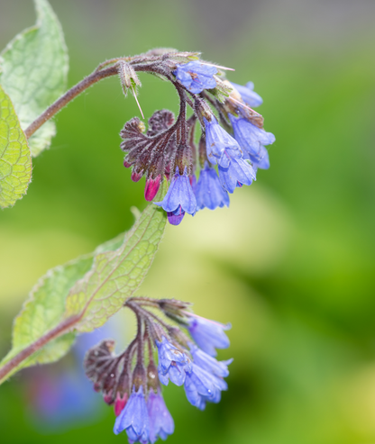 Symphytum grandiflorum