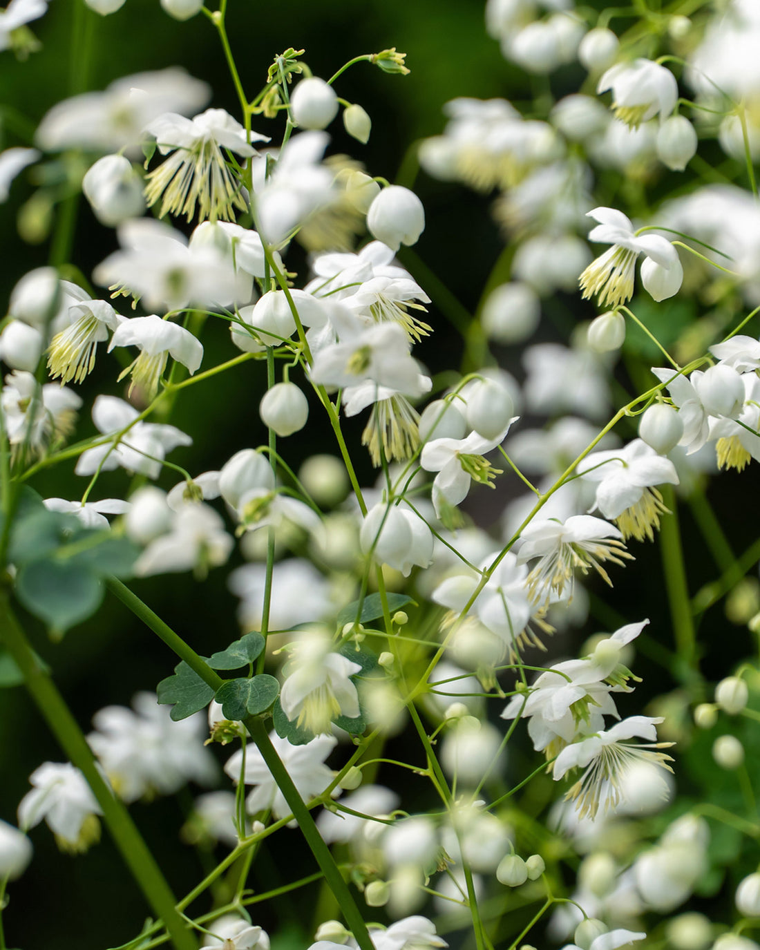 Thalictrum Splendide White