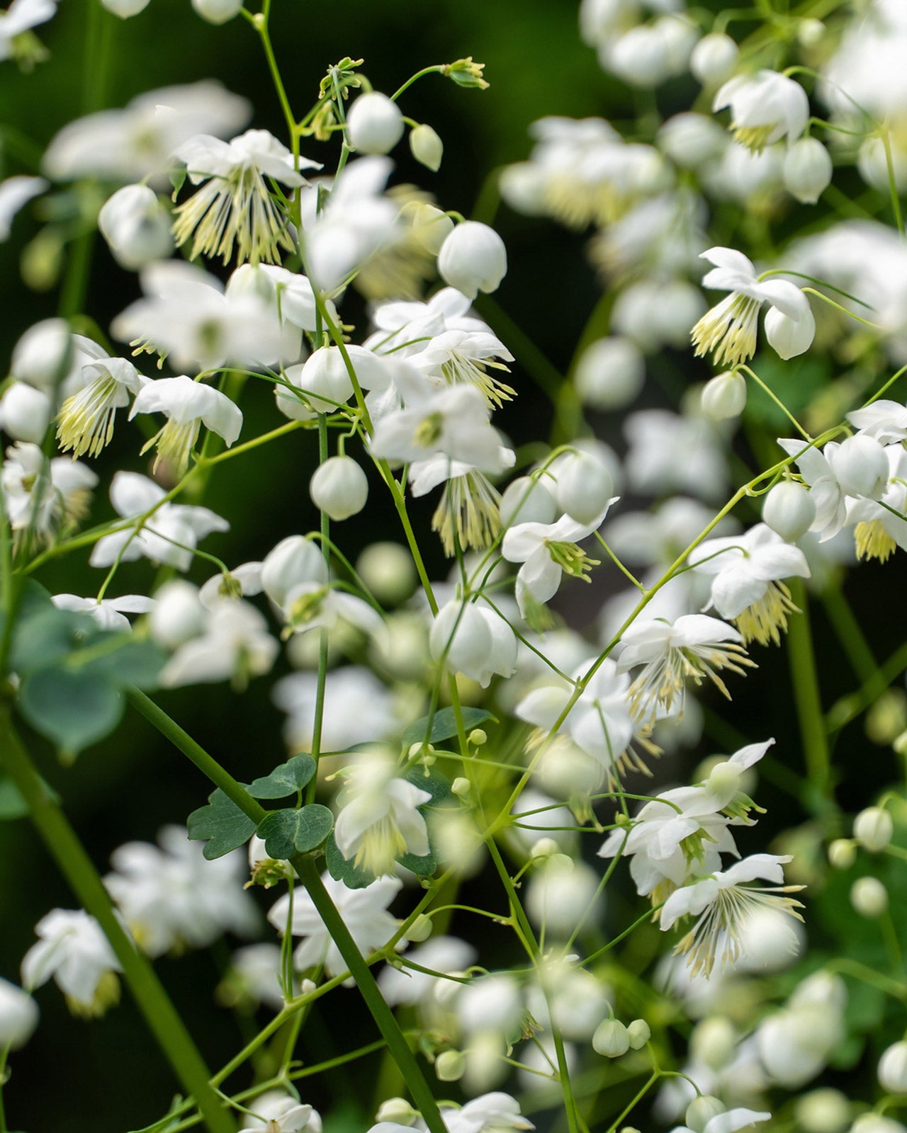 Thalictrum Splendide White