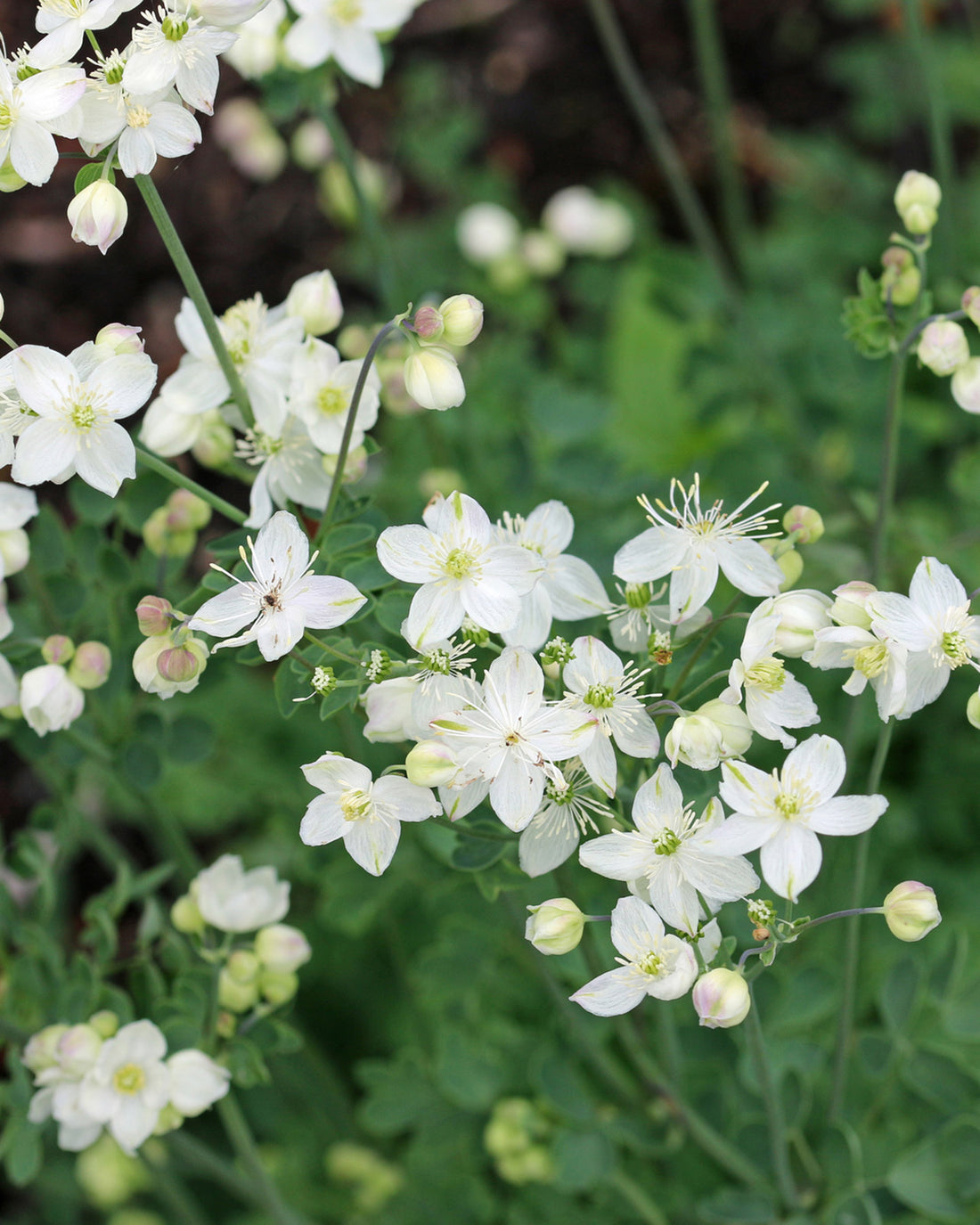 Thalictrum Splendide White