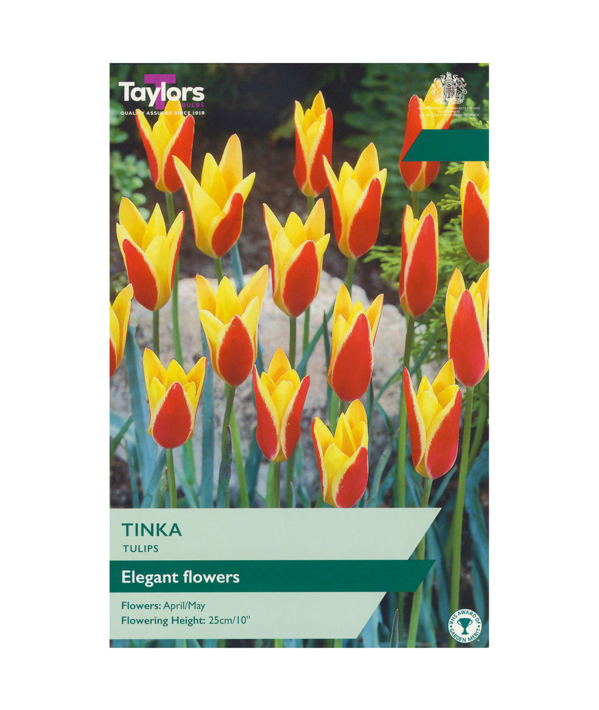 Tulipa clusiana &